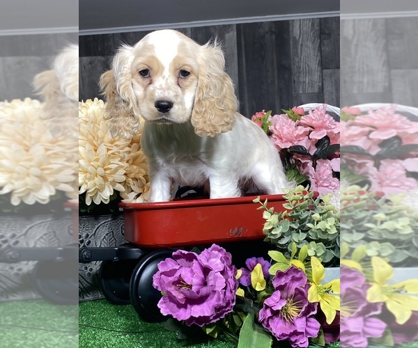Medium Photo #6 Cocker Spaniel Puppy For Sale in CANOGA, NY, USA