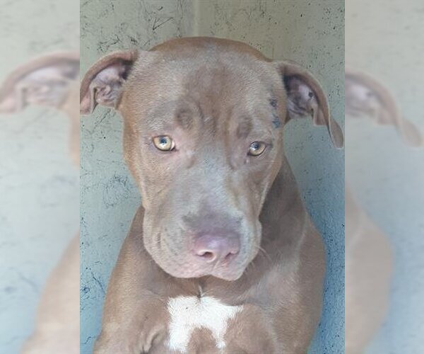 Medium Photo #1 American Pit Bull Terrier-Unknown Mix Puppy For Sale in Green Cove Springs, FL, USA
