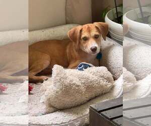 Allie* - Female Labrador Retriever-Unknown Mix Dog for Adoption - Photo #2