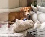 Small Photo #2 Labrador Retriever-Unknown Mix Puppy For Sale in Royal Palm Beach, FL, USA