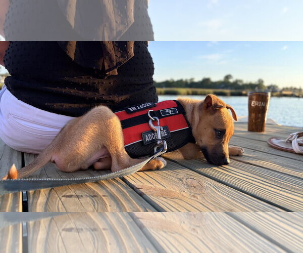 Medium Photo #7 Mutt Puppy For Sale in Mount Pleasant, SC, USA
