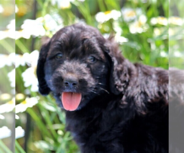 Medium Photo #5 Goldendoodle-Poodle (Standard) Mix Puppy For Sale in NARVON, PA, USA