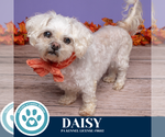 Small Maltipoo