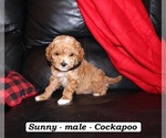 Small Cockapoo (Miniature)