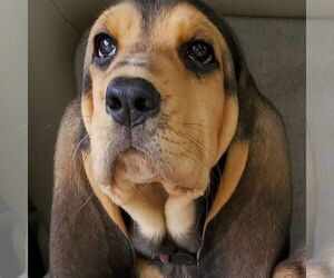 Medium Bloodhound