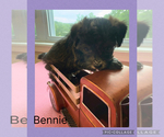 Small #5 Poodle (Toy)-Yorkshire Terrier Mix