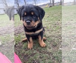 Small #6 Rottweiler