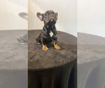 Small #1 French Bulldog