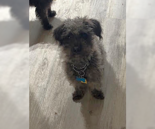 Medium Photo #8 Mutt Puppy For Sale in Plymouth, MN, USA