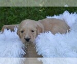 Small Photo #4 Goldendoodle Puppy For Sale in MIFFLINBURG, PA, USA