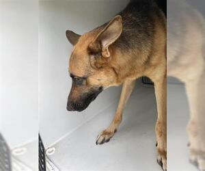 German Shepherd Dog Dogs for adoption in Houston, TX, USA