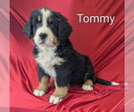 Small Photo #13 Bernese Mountain Dog Puppy For Sale in CANON CITY, CO, USA