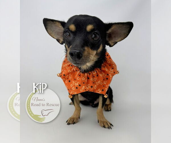 Medium Photo #4 Chiranian Puppy For Sale in Benton, LA, USA