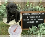Small Photo #5 Aussiedoodle Miniature  Puppy For Sale in UNIONVILLE, IA, USA