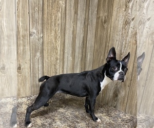 Mother of the Boston Terrier puppies born on 03/28/2023
