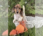 Small #1 Dachshund