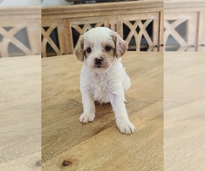 Cavapoo Puppy for sale in GULF SHORES, AL, USA