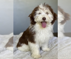 Alaskan Malamute Puppy for sale in IDEAL, GA, USA