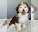 Small Photo #1 Havanese Puppy For Sale in IDEAL, GA, USA