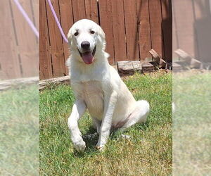 Great Pyrenees-Unknown Mix Dogs for adoption in Wetumpka, AL, USA