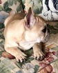 Small Photo #4 French Bulldog Puppy For Sale in FEDERAL WAY, WA, USA