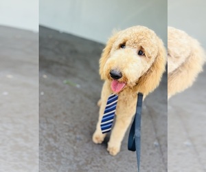 Goldendoodle Dogs for adoption in ZEPHYRHILLS, FL, USA