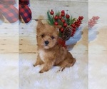 Small Photo #2 Yorkshire Terrier Puppy For Sale in BRKN BOW, OK, USA