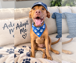Jameson - Male Black Mouth Cur-Unknown Mix Dog for Adoption - Small photo