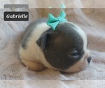 Small Photo #9 Boston Terrier Puppy For Sale in MINERAL WELLS, WV, USA