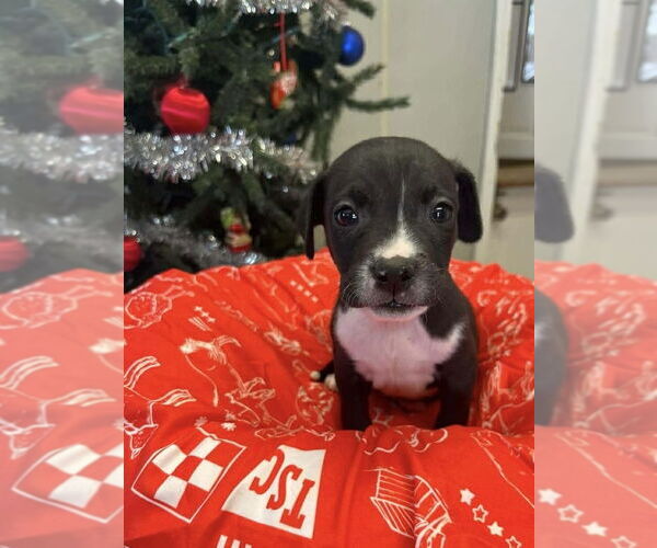 Medium Photo #1 Jack Russell Terrier-Unknown Mix Puppy For Sale in Osgood, IN, USA