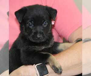 Mutt Dogs for adoption in Prattville, AL, USA