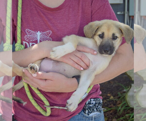 Medium Photo #4 Gerberian Shepsky Puppy For Sale in Huntley, IL, USA
