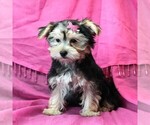 Small #1 Morkie