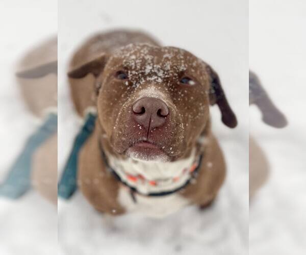 Medium Photo #1  Puppy For Sale in , 