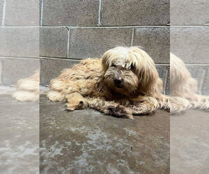 Golden Retriever-Unknown Mix Dogs for adoption in Aurora, IN, USA