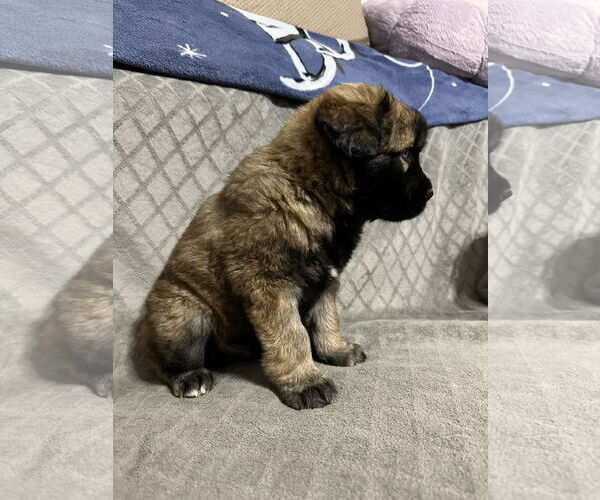 Medium Photo #3 Labrador Retriever-Unknown Mix Puppy For Sale in Ball Ground, GA, USA