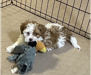Shih-Poo Puppy for sale in GLOUCESTER, VA, USA