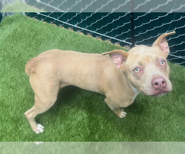 Medium Photo #1 American Pit Bull Terrier Puppy For Sale in Downey, CA, USA