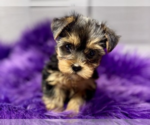 Yorkshire Terrier Puppy for sale in RIPLEY, MS, USA