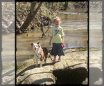 Small Photo #1 Miniature Australian Shepherd Puppy For Sale in ARCHDALE, NC, USA