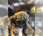 Puppy Puppy 1 ShihPoo
