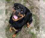 Small #2 Rottweiler