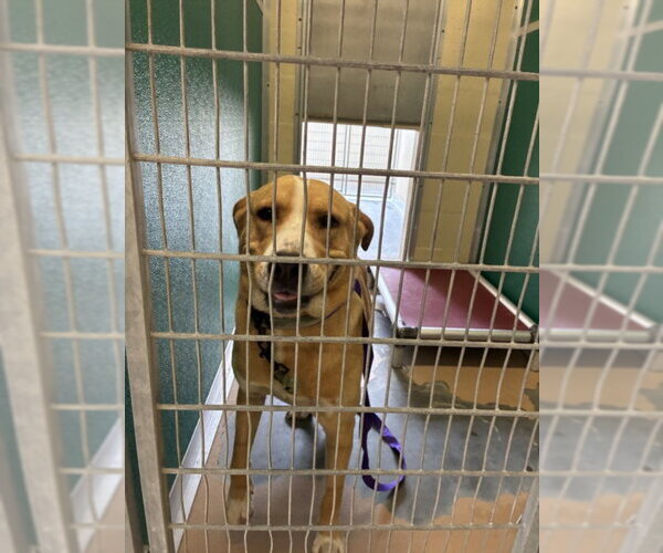 Medium Photo #1 Labrador Retriever Puppy For Sale in Texas City, TX, USA