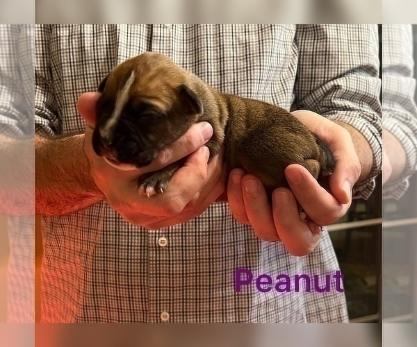 Medium Photo #8 Boxer Puppy For Sale in WATERFORD, PA, USA