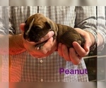 Small Photo #8 Boxer Puppy For Sale in WATERFORD, PA, USA