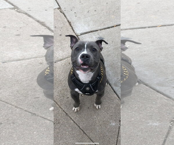 Medium Photo #1 Mutt Puppy For Sale in Fort Collins, CO, USA