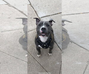 Mutt Dogs for adoption in Fort Collins, CO, USA