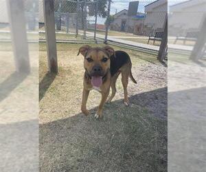 Boxer Dogs for adoption in Corpus Christi, TX, USA