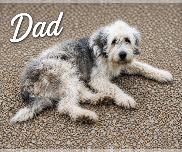 Medium Photo #3 Mutt Puppy For Sale in Lillian, TX, USA