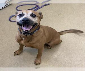 Black Mouth Cur-Unknown Mix Dogs for adoption in Derwood, MD, USA